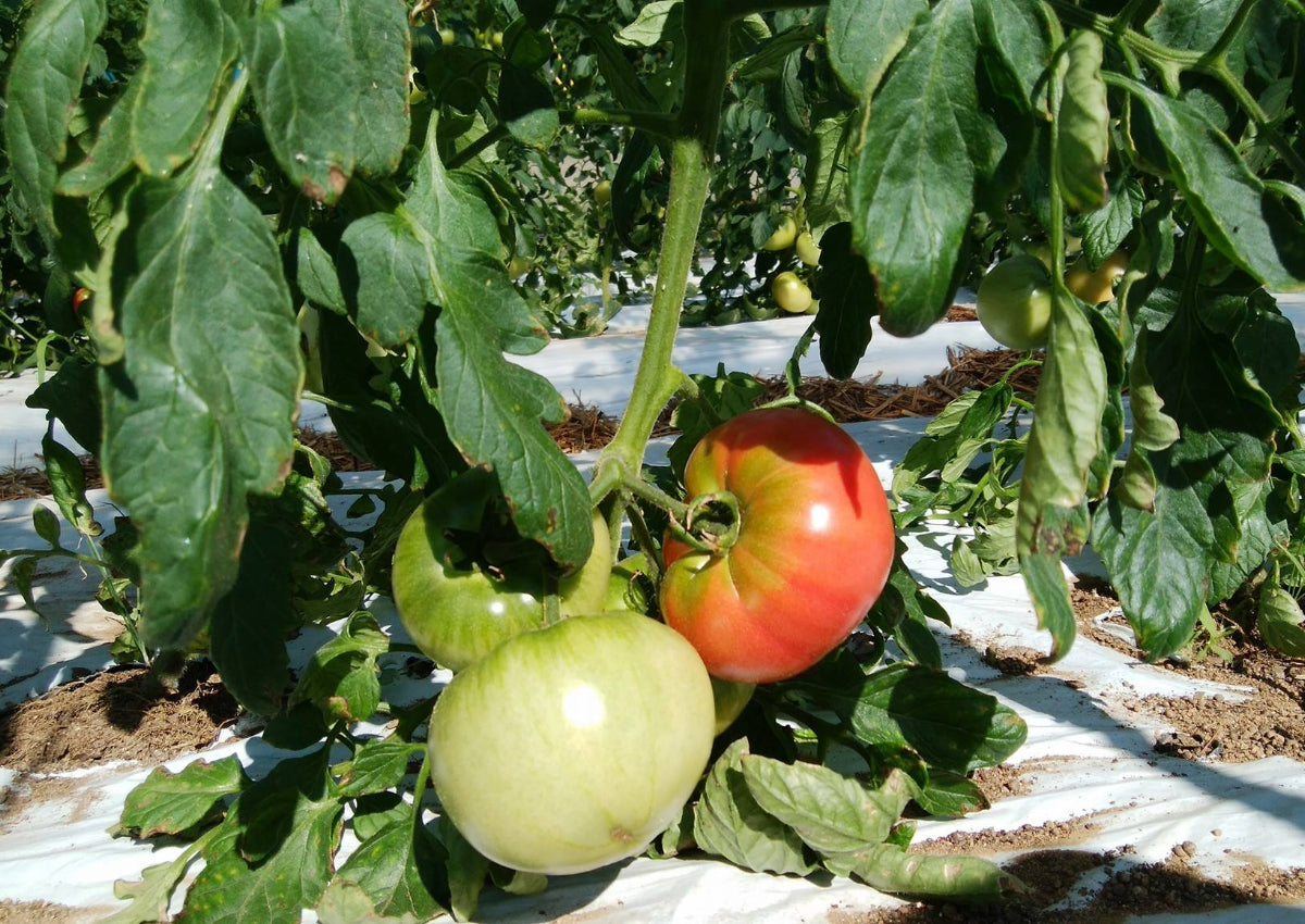 季節の野菜(トマト/じゃがいも/玉ねぎ)
