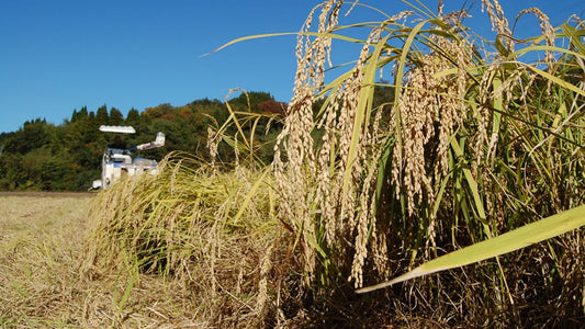石川県産コシヒカリ「いやさか米」玄米5kg